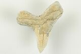 1.9" Cretaceous Ginsu Shark (Cretoxyrhina) Tooth - Kansas - #203306-1